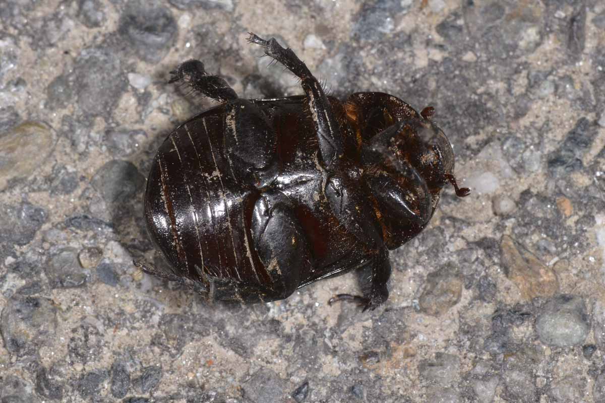 Pentodon bidens ssp. punctatus, Dynastidae